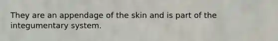 They are an appendage of the skin and is part of the integumentary system.