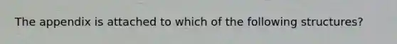 The appendix is attached to which of the following structures?