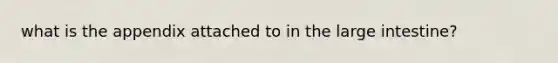 what is the appendix attached to in the large intestine?