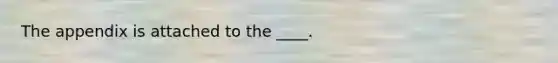 The appendix is attached to the ____.