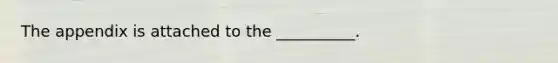 The appendix is attached to the __________.