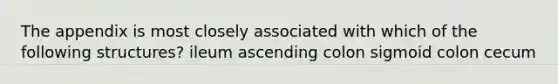 The appendix is most closely associated with which of the following structures? ileum ascending colon sigmoid colon cecum