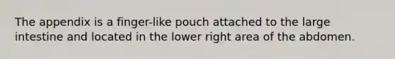 The appendix is a finger-like pouch attached to the large intestine and located in the lower right area of the abdomen.