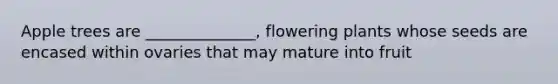 Apple trees are ______________, flowering plants whose seeds are encased within ovaries that may mature into fruit