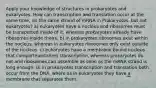 Apply your knowledge of structures in prokaryotes and eukaryotes. How can transcription and translation occur at the same time, on the same strand of mRNA in Prokaryotes, but not eukaryotes? a) eukaryotes have a nucleus and ribosomes must be transported inside of it, whereas prokaryotes already have ribosomes inside theirs. b) in prokaryotes ribosomes exist within the nucleus, whereas in eukaryotes ribosomes only exist outside of the nucleus. c) eukaryotes have a membrane bound nucleus that compartmentalizes transcription, whereas prokaryotes do not and ribosomes can assemble as soon as the mRNA strand is long enough. d) in prokaryotes transcription and translation both occur from the DNA, where as in eukaryotes they have a membrane that separates them.