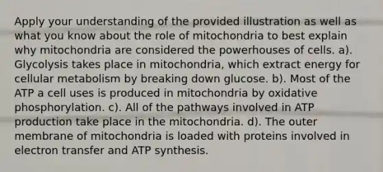 Apply your understanding of the provided illustration as well as what you know about the role of mitochondria to best explain why mitochondria are considered the powerhouses of cells. a). Glycolysis takes place in mitochondria, which extract energy for cellular metabolism by breaking down glucose. b). Most of the ATP a cell uses is produced in mitochondria by oxidative phosphorylation. c). All of the pathways involved in ATP production take place in the mitochondria. d). The outer membrane of mitochondria is loaded with proteins involved in electron transfer and ATP synthesis.