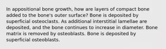 In appositional bone growth, how are layers of compact bone added to the bone's outer surface? Bone is deposited by superficial osteoclasts. As additional interstitial lamellae are deposited, and the bone continues to increase in diameter. Bone matrix is removed by osteoblasts. Bone is deposited by superficial osteoblasts.