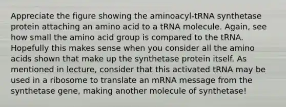 Appreciate the figure showing the aminoacyl-tRNA synthetase protein attaching an amino acid to a tRNA molecule. Again, see how small the amino acid group is compared to the tRNA. Hopefully this makes sense when you consider all the amino acids shown that make up the synthetase protein itself. As mentioned in lecture, consider that this activated tRNA may be used in a ribosome to translate an mRNA message from the synthetase gene, making another molecule of synthetase!