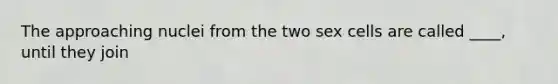 The approaching nuclei from the two sex cells are called ____, until they join