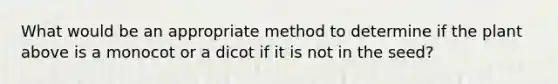 What would be an appropriate method to determine if the plant above is a monocot or a dicot if it is not in the seed?