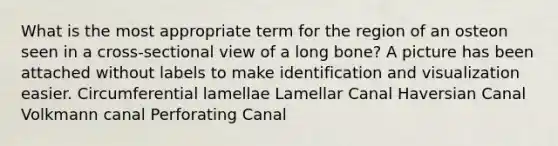 What is the most appropriate term for the region of an osteon seen in a cross-sectional view of a long bone? A picture has been attached without labels to make identification and visualization easier. Circumferential lamellae Lamellar Canal Haversian Canal Volkmann canal Perforating Canal