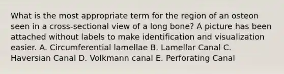 What is the most appropriate term for the region of an osteon seen in a cross-sectional view of a long bone? A picture has been attached without labels to make identification and visualization easier. A. Circumferential lamellae B. Lamellar Canal C. Haversian Canal D. Volkmann canal E. Perforating Canal