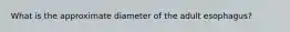 What is the approximate diameter of the adult esophagus?