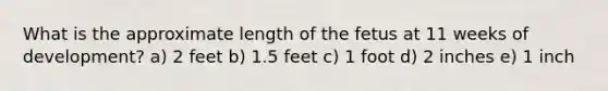 What is the approximate length of the fetus at 11 weeks of development? a) 2 feet b) 1.5 feet c) 1 foot d) 2 inches e) 1 inch