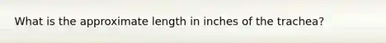 What is the approximate length in inches of the trachea?