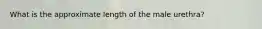 What is the approximate length of the male urethra?