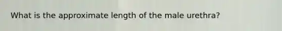 What is the approximate length of the male urethra?