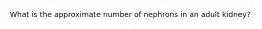 What is the approximate number of nephrons in an adult kidney?
