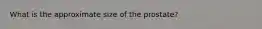 What is the approximate size of the prostate?