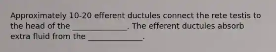 Approximately 10-20 efferent ductules connect the rete testis to the head of the ______________. The efferent ductules absorb extra fluid from the ______________.