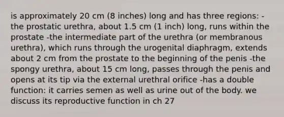 is approximately 20 cm (8 inches) long and has three regions: -the prostatic urethra, about 1.5 cm (1 inch) long, runs within the prostate -the intermediate part of the urethra (or membranous urethra), which runs through the urogenital diaphragm, extends about 2 cm from the prostate to the beginning of the penis -the spongy urethra, about 15 cm long, passes through the penis and opens at its tip via the external urethral orifice -has a double function: it carries semen as well as urine out of the body. we discuss its reproductive function in ch 27