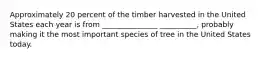 Approximately 20 percent of the timber harvested in the United States each year is from _______________ __________, probably making it the most important species of tree in the United States today.