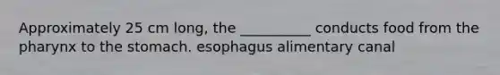 Approximately 25 cm long, the __________ conducts food from the pharynx to the stomach. esophagus alimentary canal