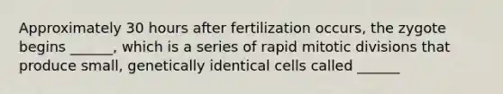 Approximately 30 hours after fertilization occurs, the zygote begins ______, which is a series of rapid mitotic divisions that produce small, genetically identical cells called ______