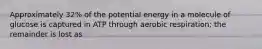 Approximately 32% of the potential energy in a molecule of glucose is captured in ATP through aerobic respiration; the remainder is lost as