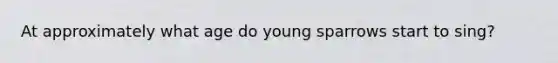 At approximately what age do young sparrows start to sing?