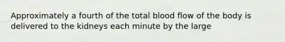 Approximately a fourth of the total blood flow of the body is delivered to the kidneys each minute by the large