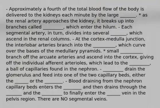 - Approximately a fourth of the total blood flow of the body is delivered to the kidneys each minute by the large _______. * as the renal artery approaches the kidney, it breaks up into branches called _________, which enter the hilum. - Each segmental artery, in turn, divides into several _______, which ascend in the renal columns. - At the cortex-medulla junction, the interlobar arteries branch into the __________, which curve over the bases of the medullary pyramids. * small __________ branch off the arcuate arteries and ascend into the cortex, giving off the individual afferent arterioles, which lead to the _________, a ball of capillaries found in the nephron. - _________ drain the glomerulus and feed into one of the two capillary beds, either the ______ or the ________. - Blood draining from the nephron capillary beds enters the ________ and then drains through the _______ and the _________ to finally enter the ______ vein in the pelvis region. There are NO segmental veins.