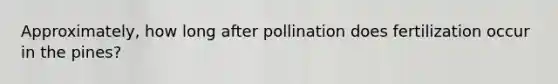 Approximately, how long after pollination does fertilization occur in the pines?