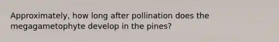 Approximately, how long after pollination does the megagametophyte develop in the pines?