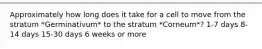 Approximately how long does it take for a cell to move from the stratum *Germinativum* to the stratum *Corneum*? 1-7 days 8-14 days 15-30 days 6 weeks or more