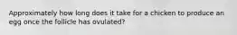 Approximately how long does it take for a chicken to produce an egg once the follicle has ovulated?