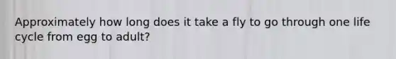 Approximately how long does it take a fly to go through one life cycle from egg to adult?
