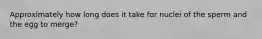 Approximately how long does it take for nuclei of the sperm and the egg to merge?