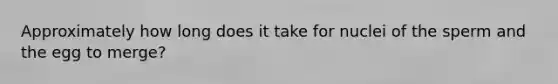 Approximately how long does it take for nuclei of the sperm and the egg to merge?