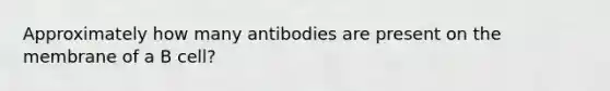 Approximately how many antibodies are present on the membrane of a B cell?