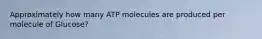 Approximately how many ATP molecules are produced per molecule of Glucose?