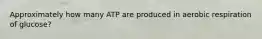 Approximately how many ATP are produced in aerobic respiration of glucose?