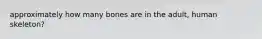 approximately how many bones are in the adult, human skeleton?