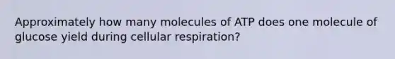 Approximately how many molecules of ATP does one molecule of glucose yield during cellular respiration?