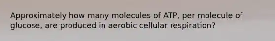 Approximately how many molecules of ATP, per molecule of glucose, are produced in aerobic cellular respiration?