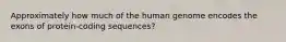 Approximately how much of the human genome encodes the exons of protein-coding sequences?