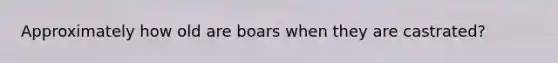 Approximately how old are boars when they are castrated?