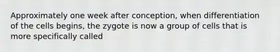 Approximately one week after conception, when differentiation of the cells begins, the zygote is now a group of cells that is more specifically called