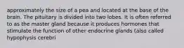 approximately the size of a pea and located at the base of the brain. The pituitary is divided into two lobes. It is often referred to as the master gland because it produces hormones that stimulate the function of other endocrine glands (also called hypophysis cerebri