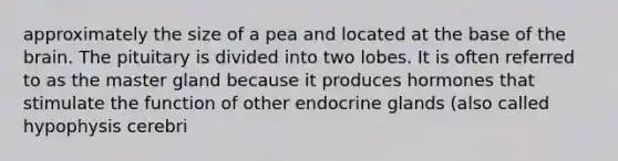 approximately the size of a pea and located at the base of the brain. The pituitary is divided into two lobes. It is often referred to as the master gland because it produces hormones that stimulate the function of other endocrine glands (also called hypophysis cerebri